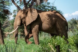 elephant in jungle