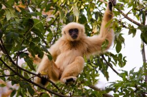 gibbon monkey on tree