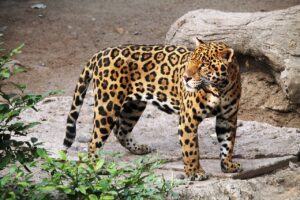 jaguar cat image