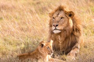 lion in jungle