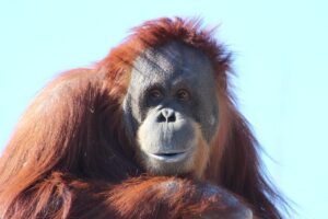 orangutan monkey