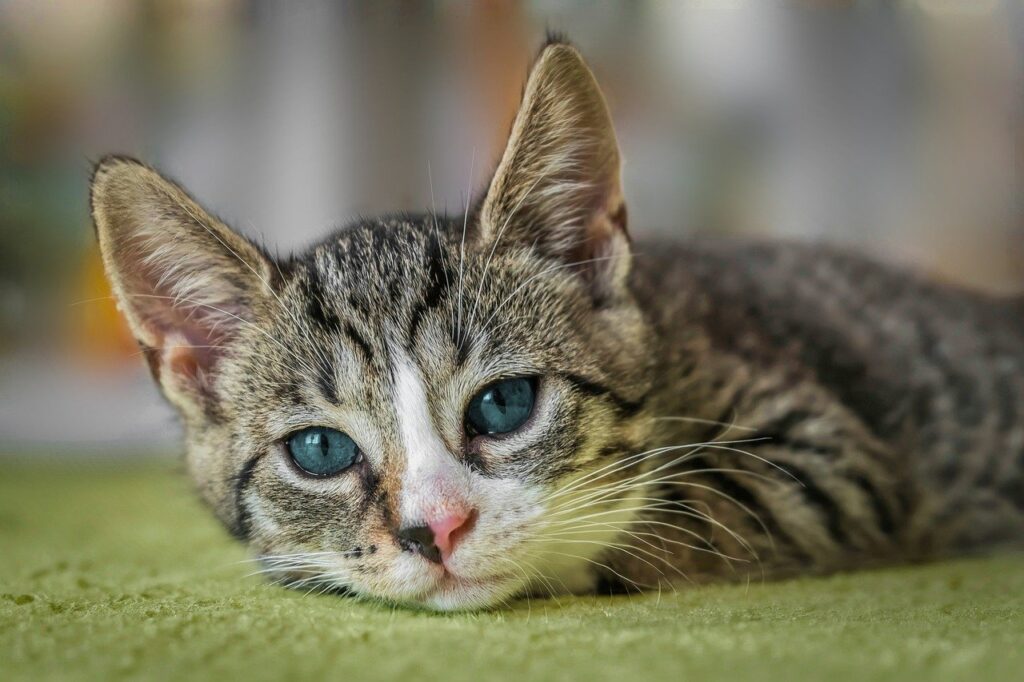 european shorthair