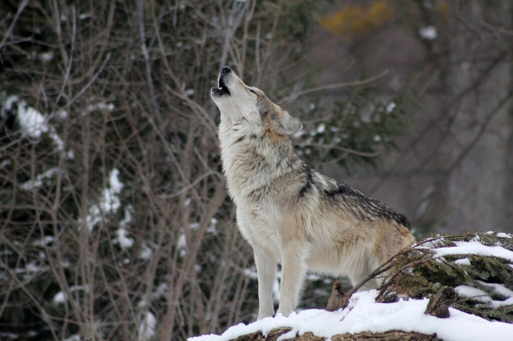 A wolf in the forest howling