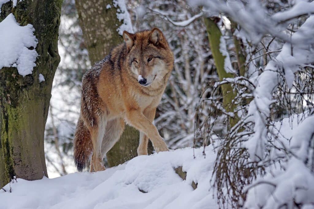 A wolf in the forest walks in the snow