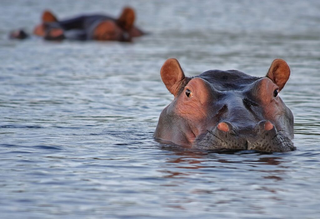 Hippo swims in the water 1