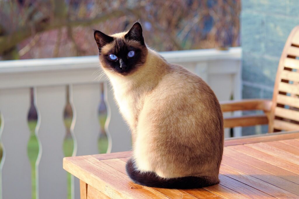 A Siamese cat looks at the camera from behind it