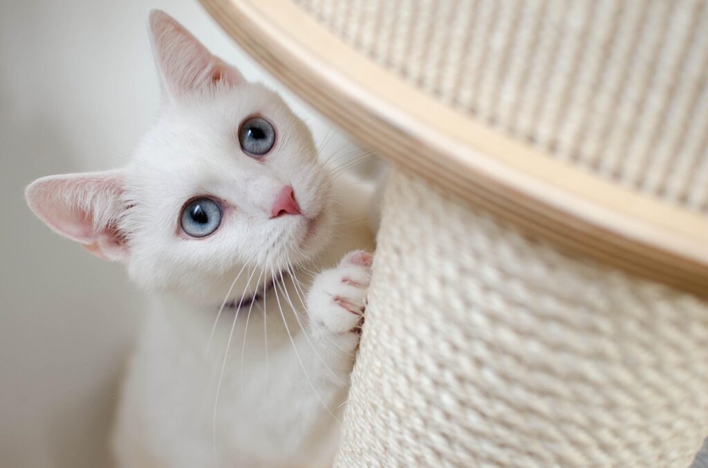 a little kitty shyly peeks out from behind the object