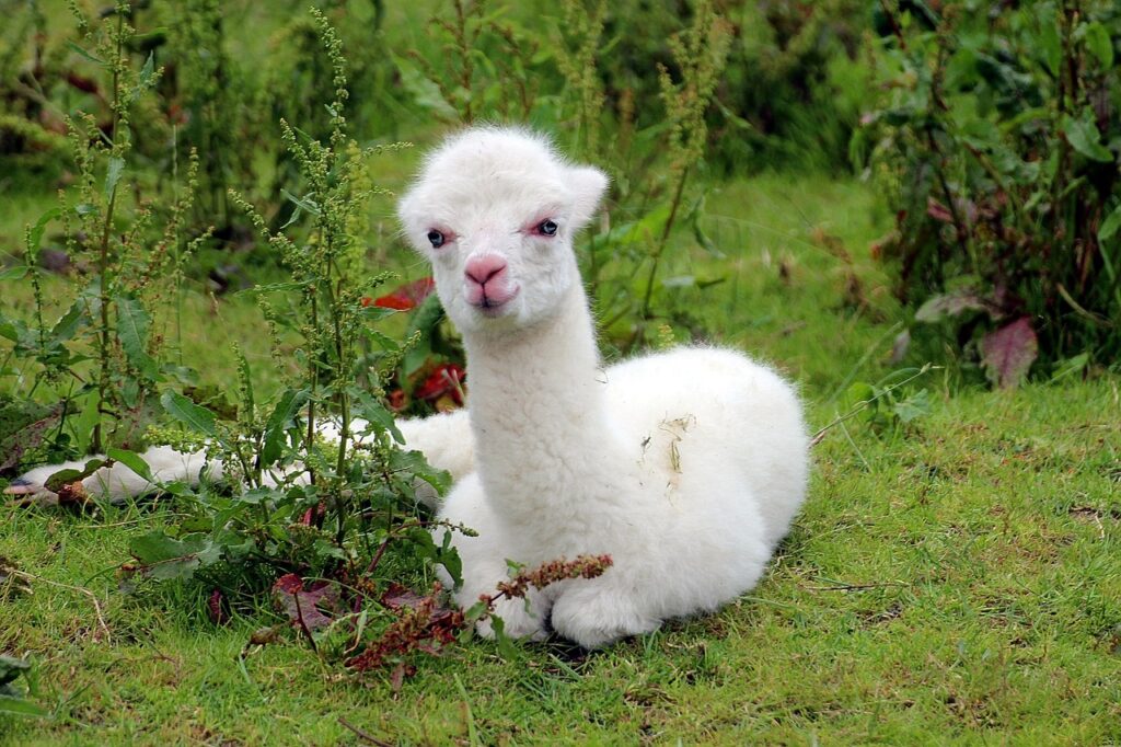 alpaca 1