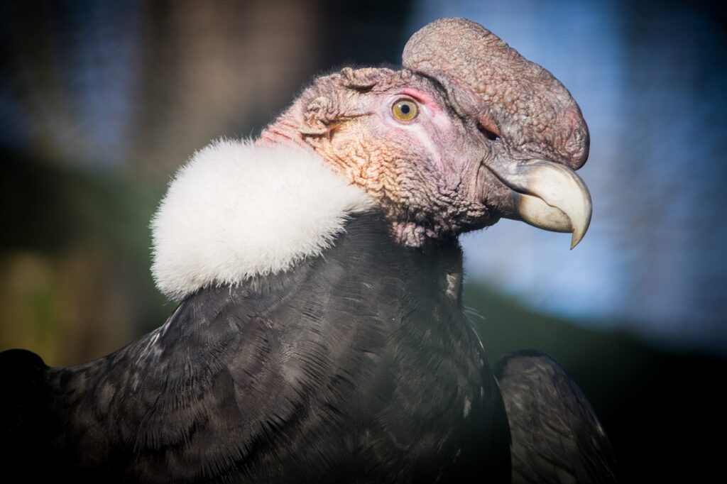 andean condor