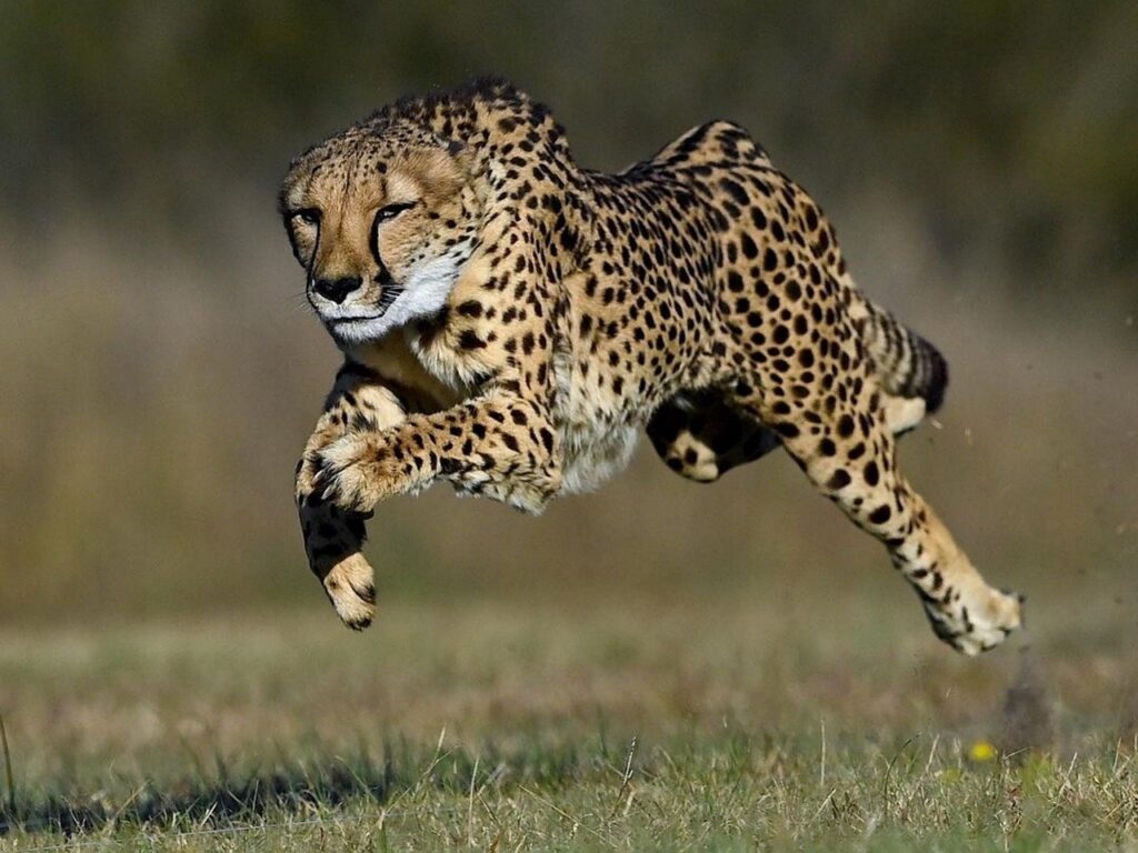 A photo of a cheetah running