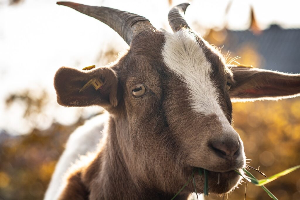 animal goat