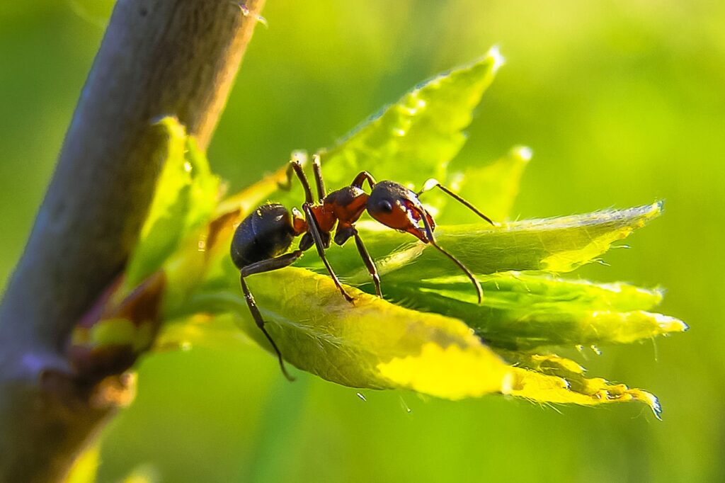 ant in nature image