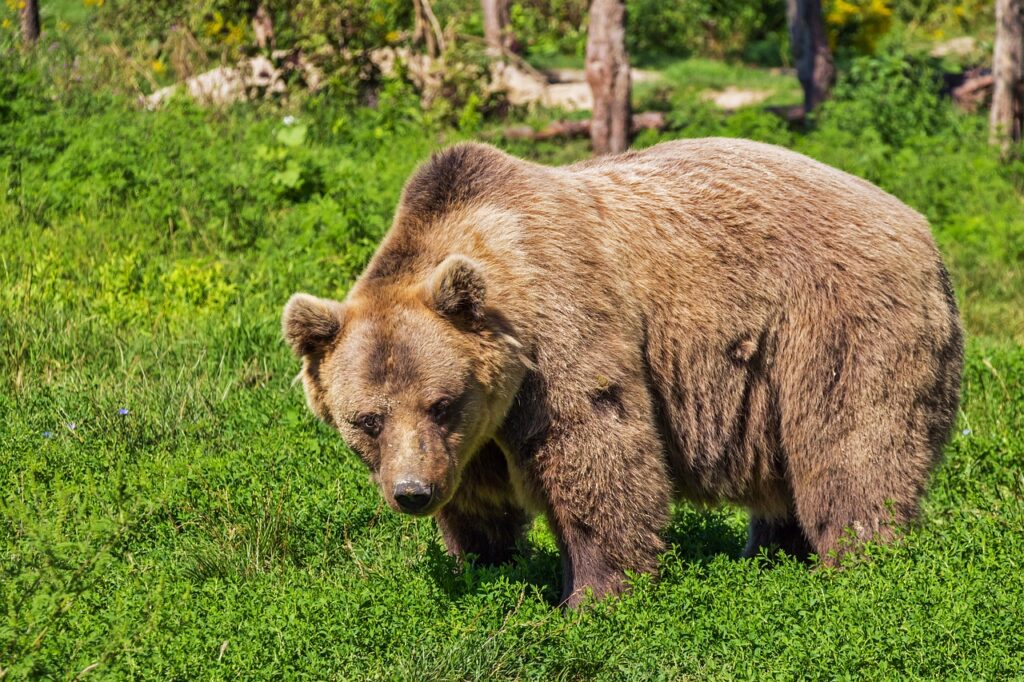 bear brown in forest