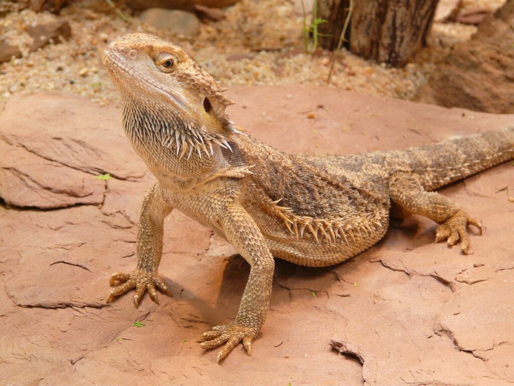 bearded dragon in nature