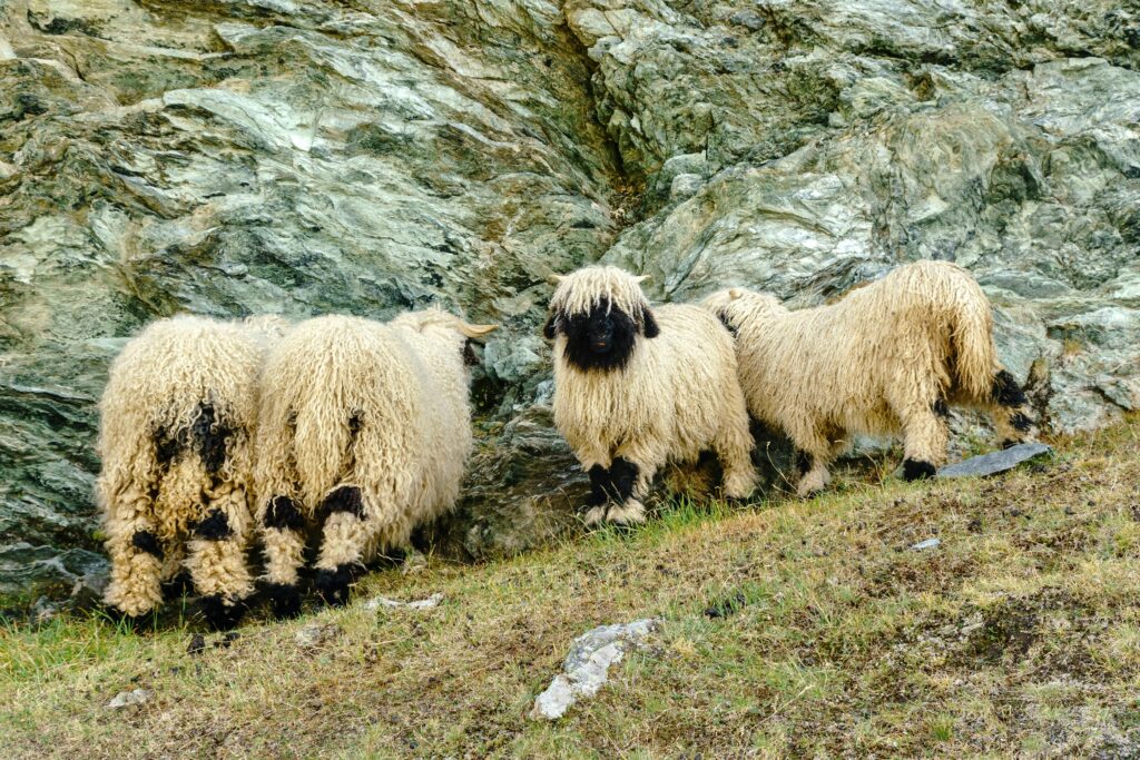 black nose sheeps