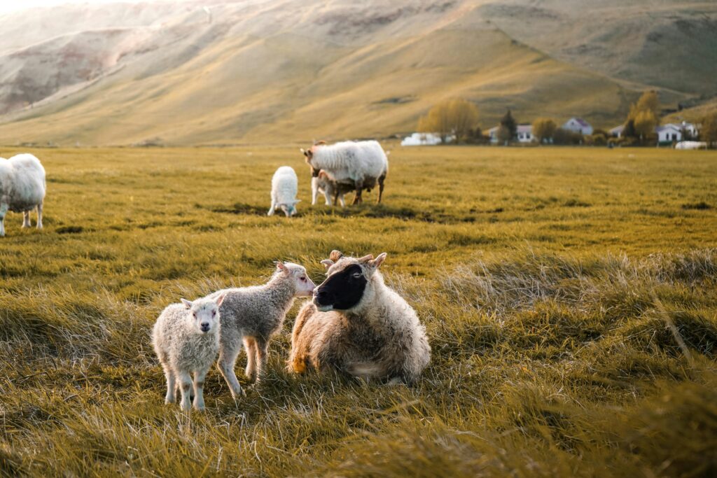 Mother and babies sheeps in mountain