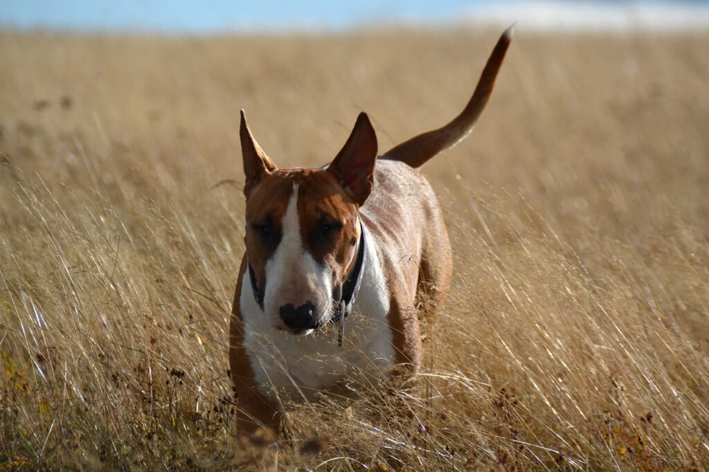 bull terrier in nature 1