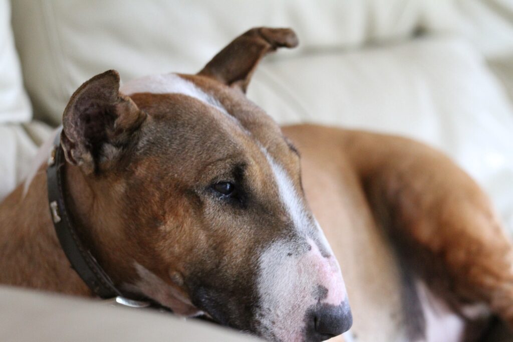 bull terrier pet