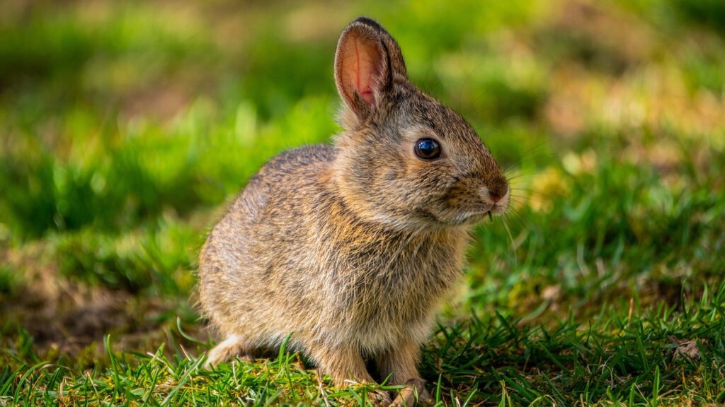 a cute little rabbit in the grass as a pet