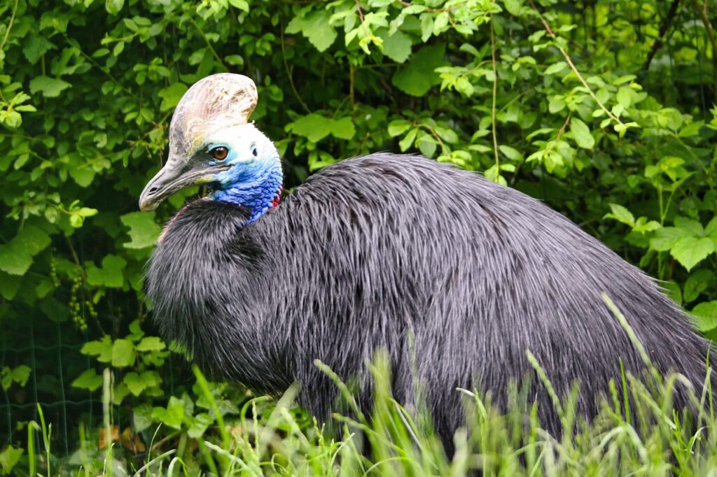 cassowary bird