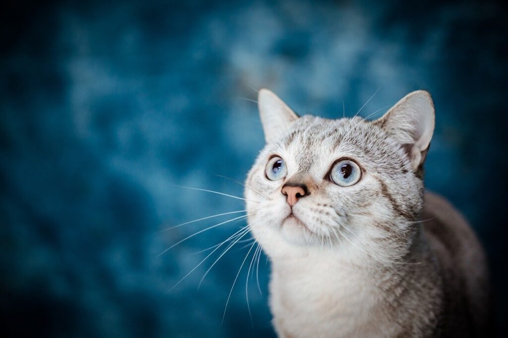 cute kitty with blue eyes looking up
