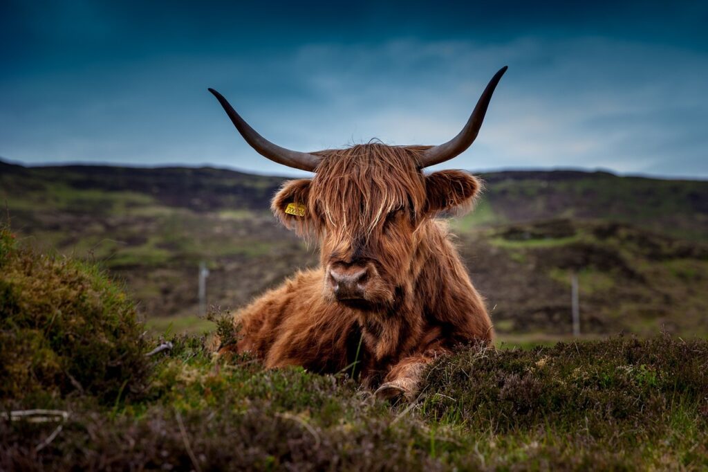 highland cow lies in the grass