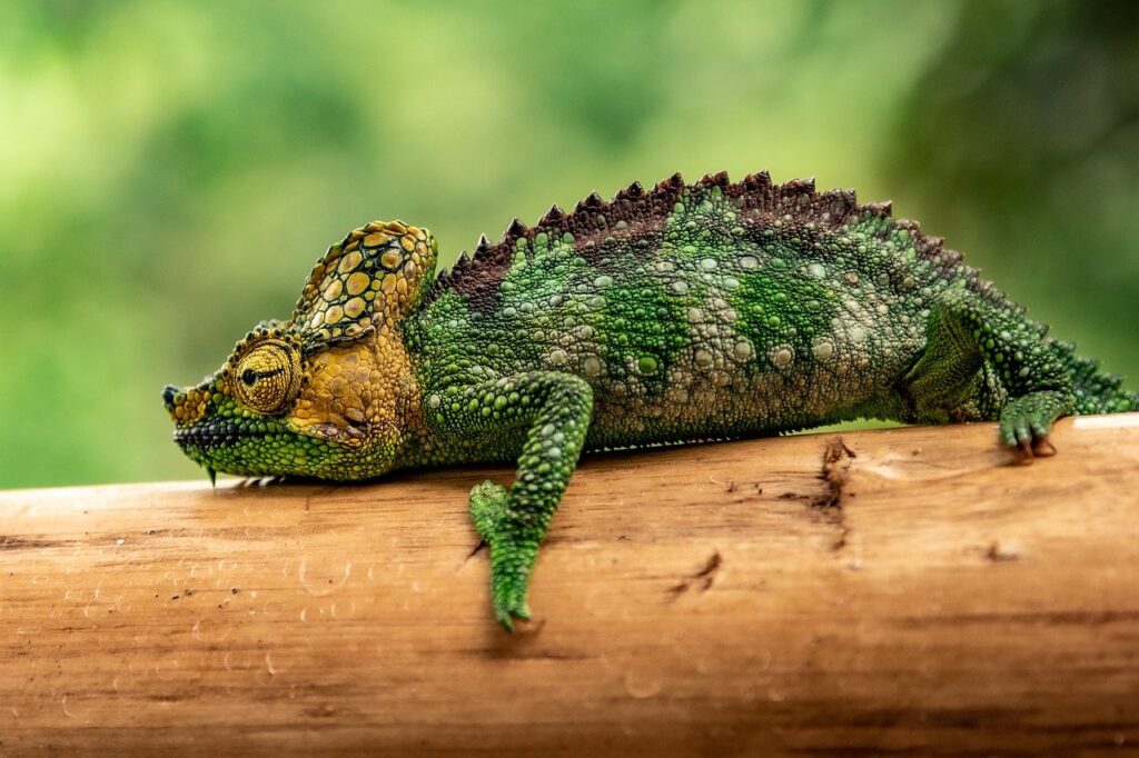 chameleon as pet image