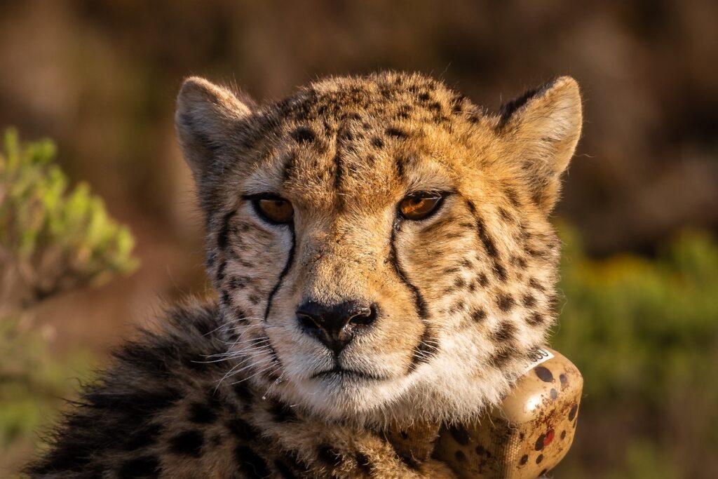 A photo of a cheetah