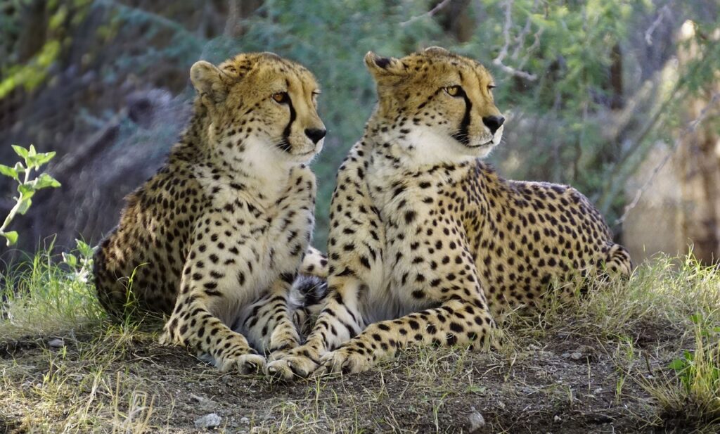 Photo of two young cheetahs sitting side by side