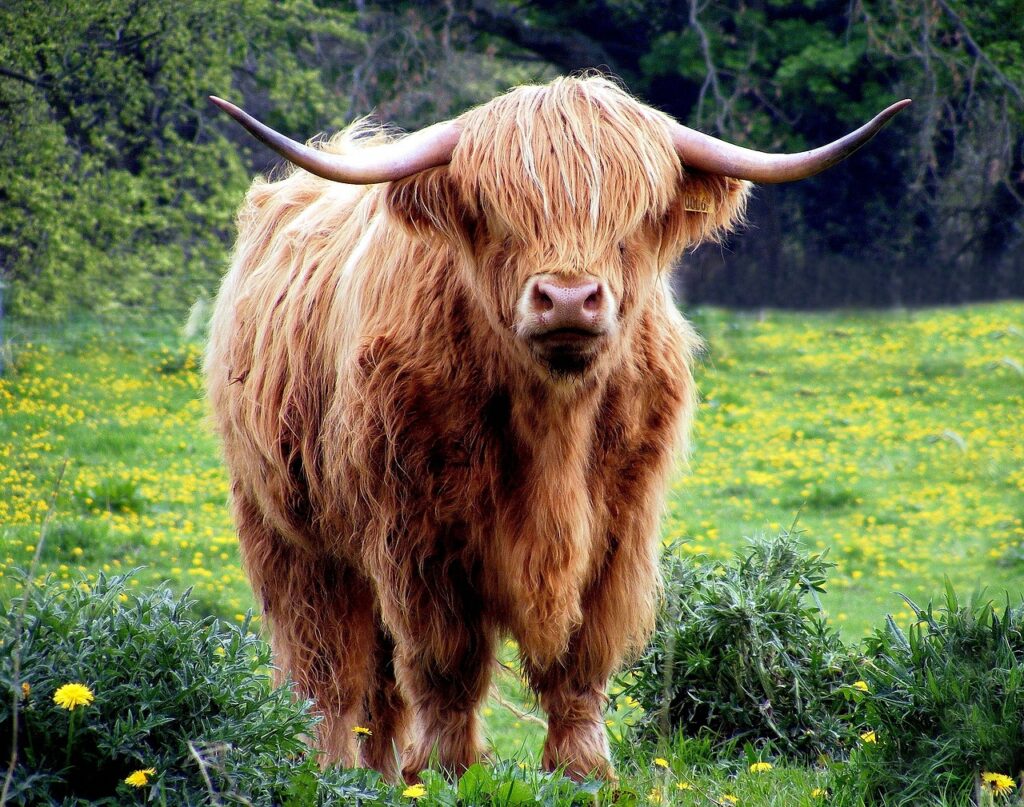 highland cow in nature