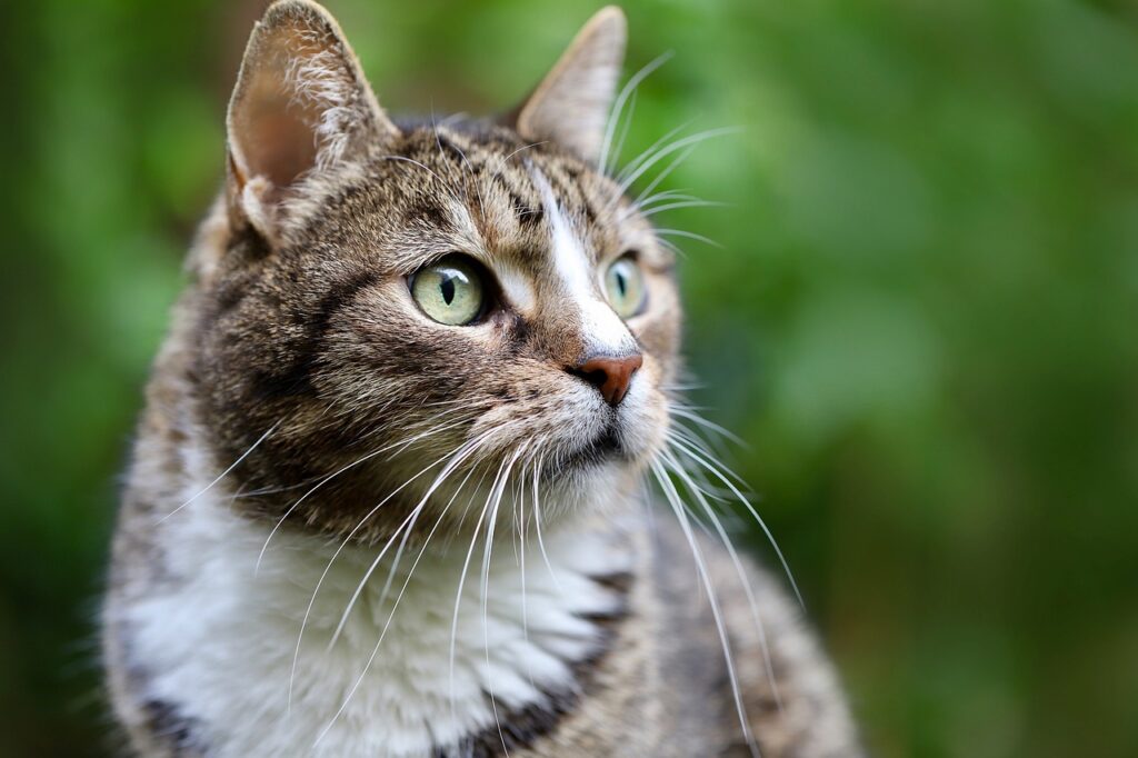 A cute cat looks at the horizon in front of her.