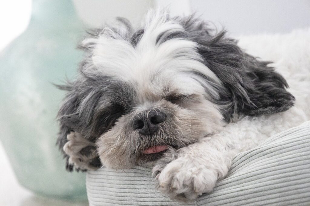 cute and funny little dog with beautiful white and brown fur
