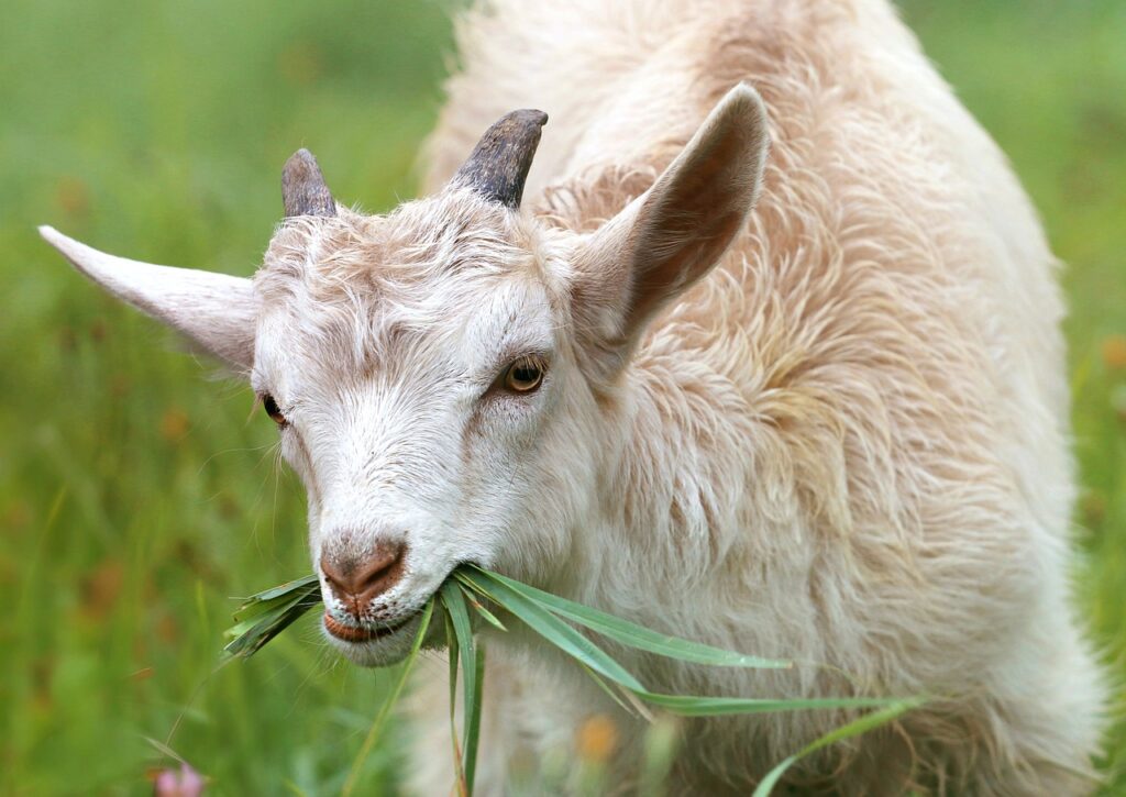 cute goat animal