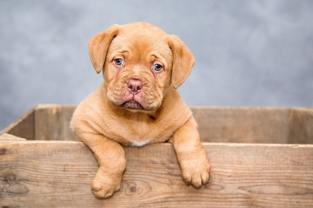 little puppy photography