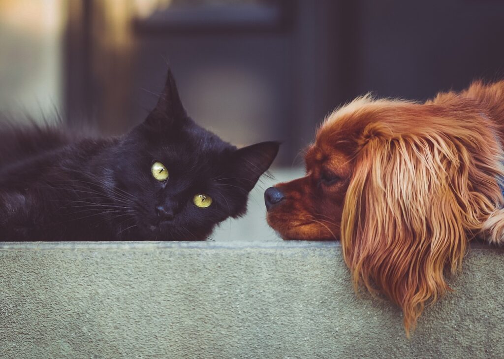 black little cat and brown dog lying down and looking at each other