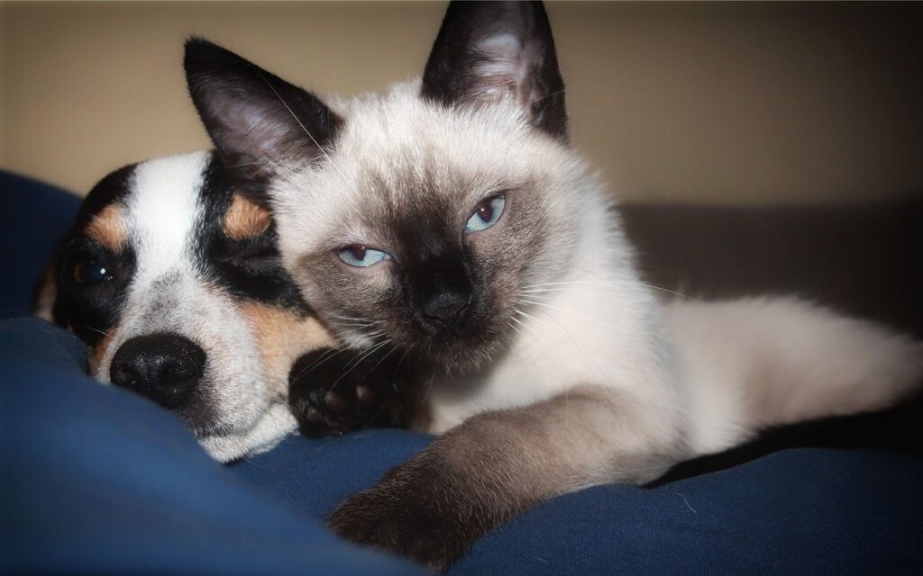 siamese cat and hunting dog lying down and enjoying each other's company