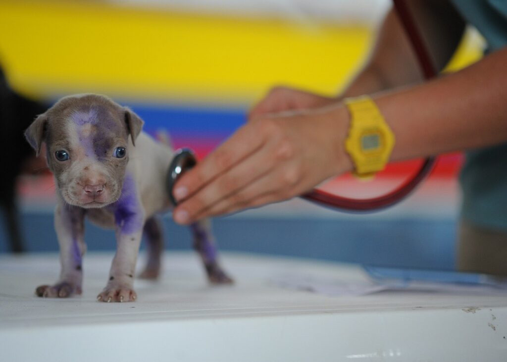 Veterinarian performing a physical examination on a small puppy