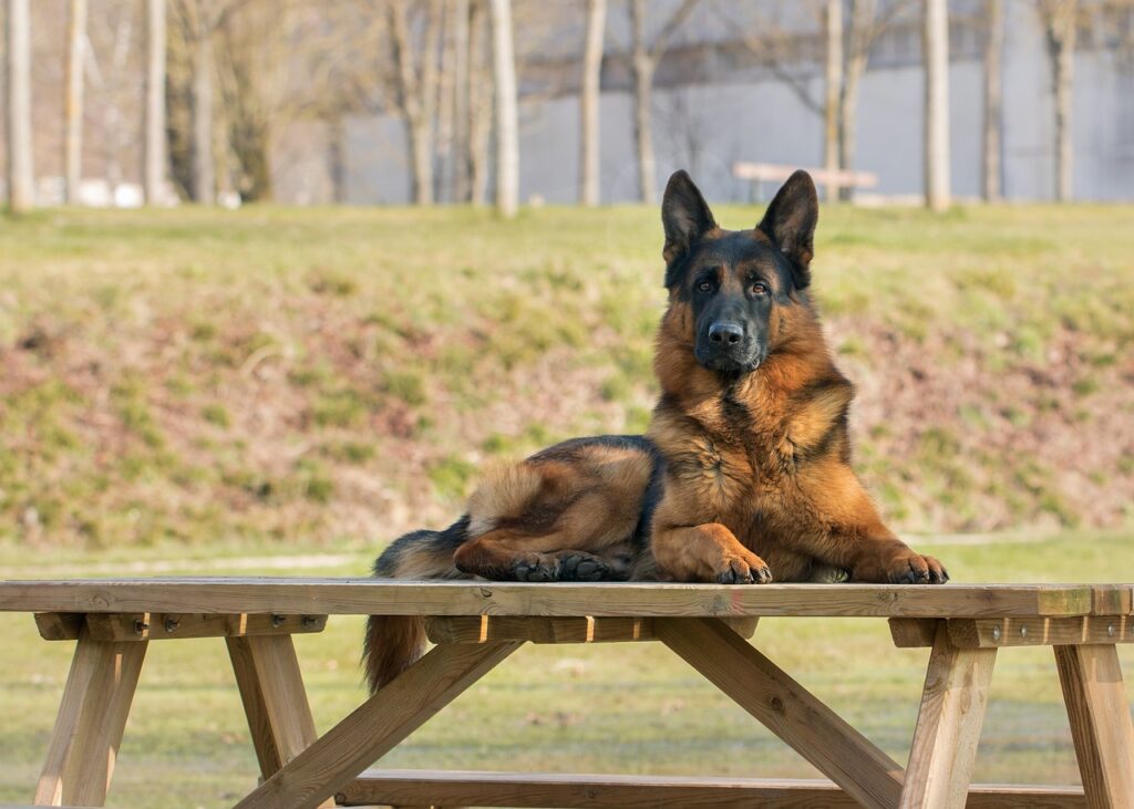 German Shepherd lying on a bench at a dog training area