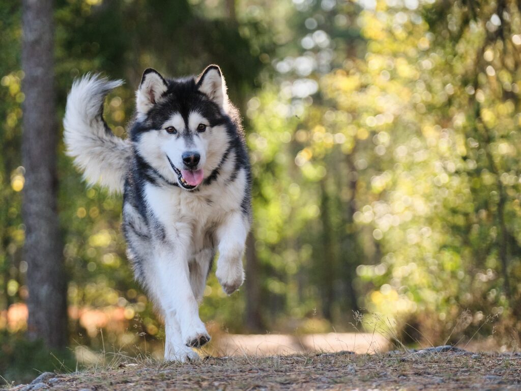 husky run in the forest