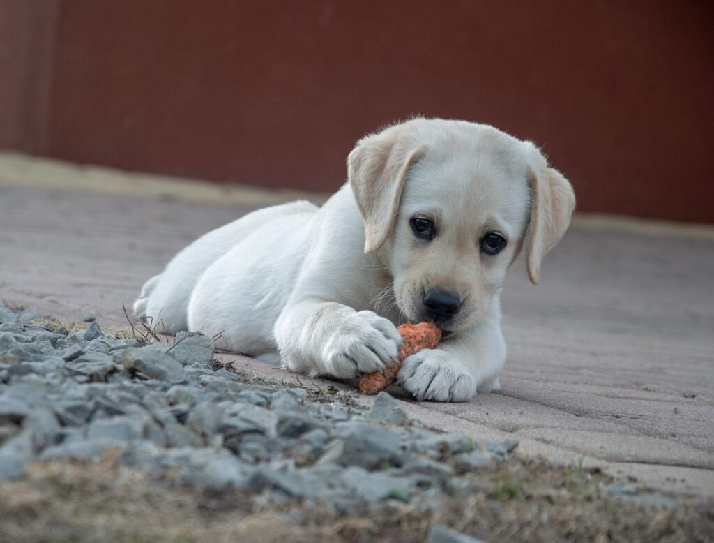 A small Labrador is lying in the grass