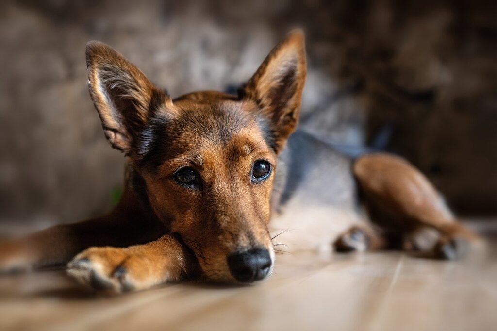 dog with dark brown fur lies down and looks at the camera
