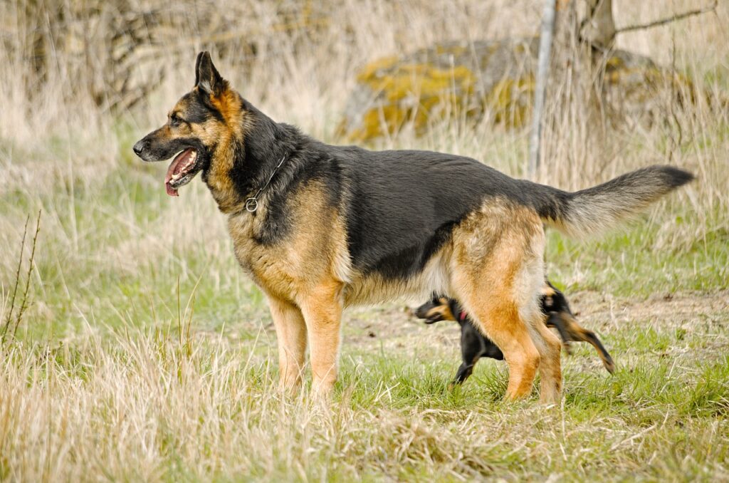 German Shepherd is standing in the grass and a puppy of the same breed is standing next to him