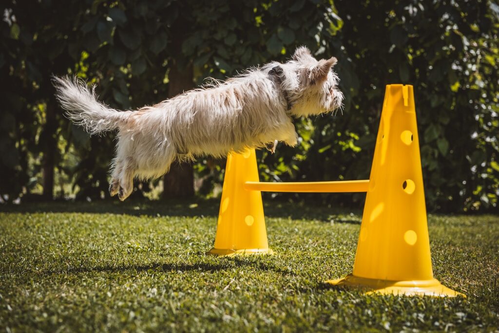 A small dog is practicing jumping over obstacles.