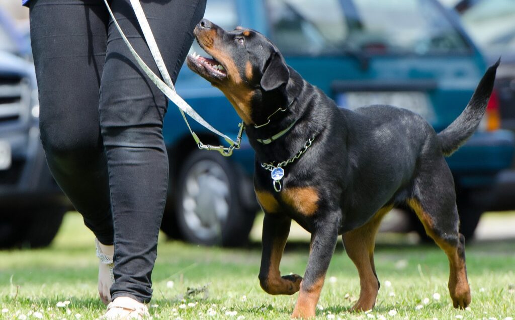 the dog walks next to its owner and looks into his face, waiting for commands