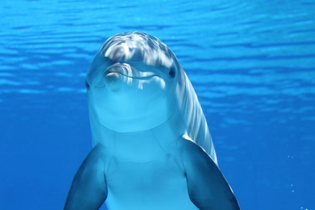 dolphin swimming underwater in the sea