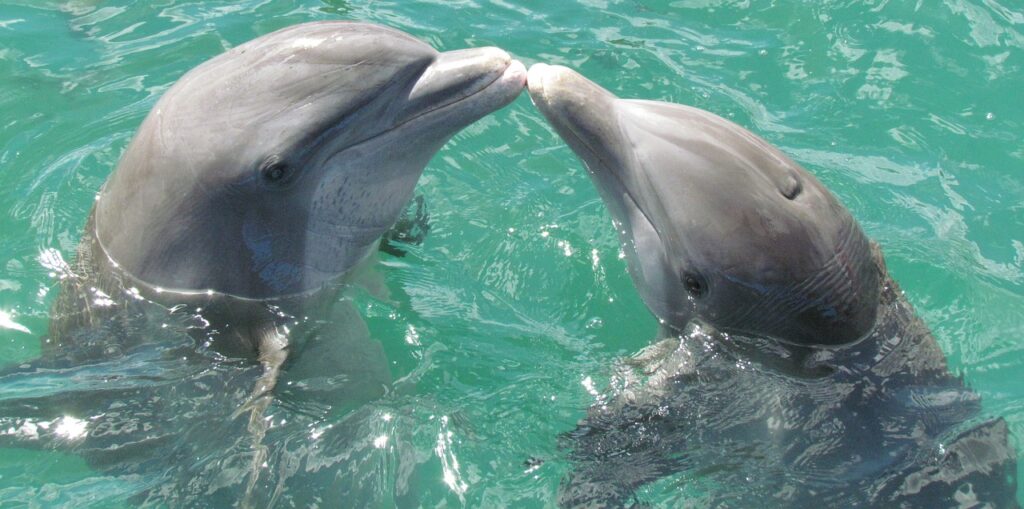 two dolphins are playing in the wather