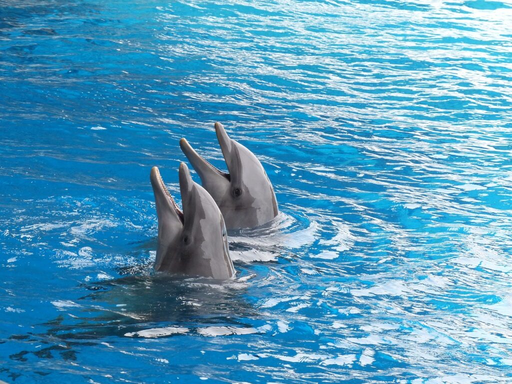 two dolphins are playing in the sea