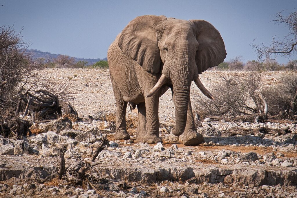 An elephant walks on the savannah.