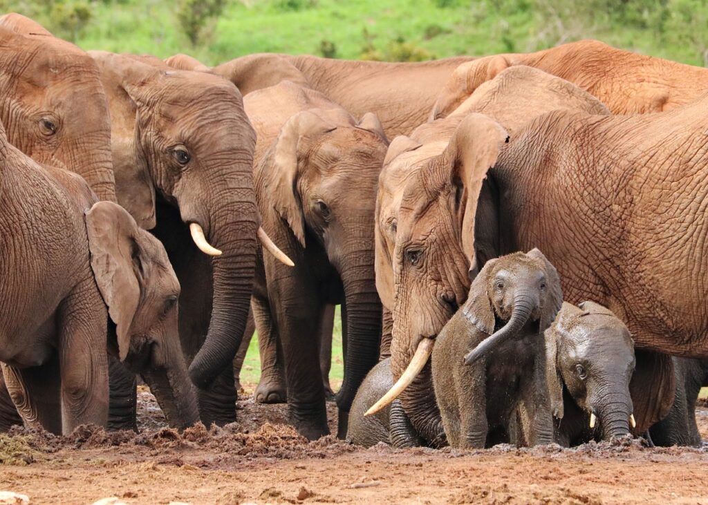 Photo of a large family of elephants in the wild