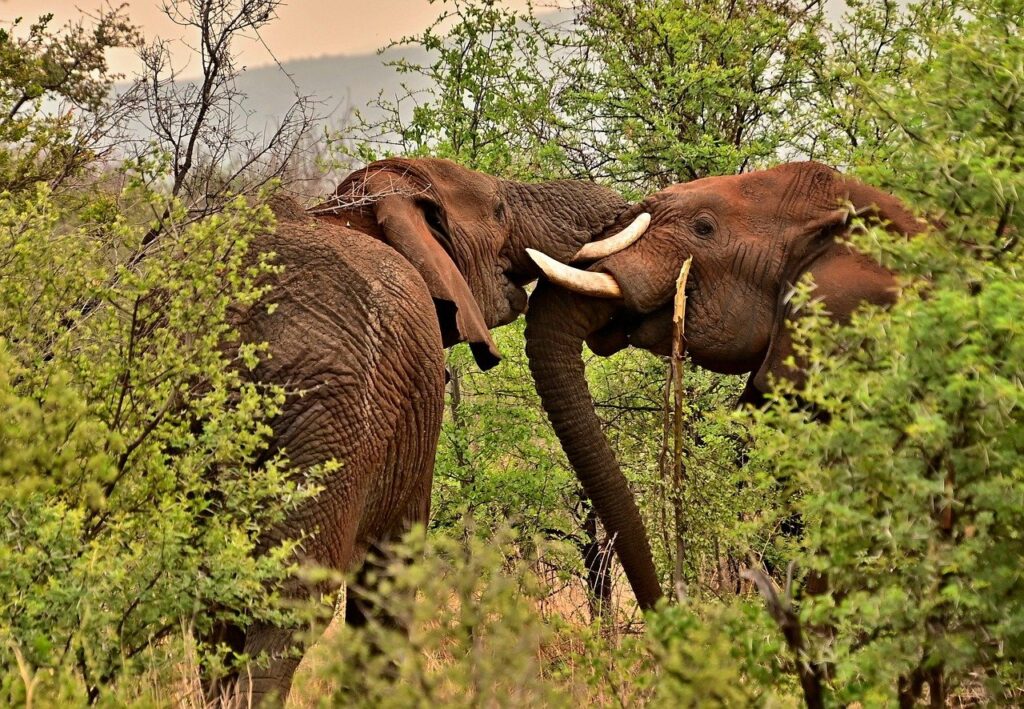 elephants-africa's-wildlife